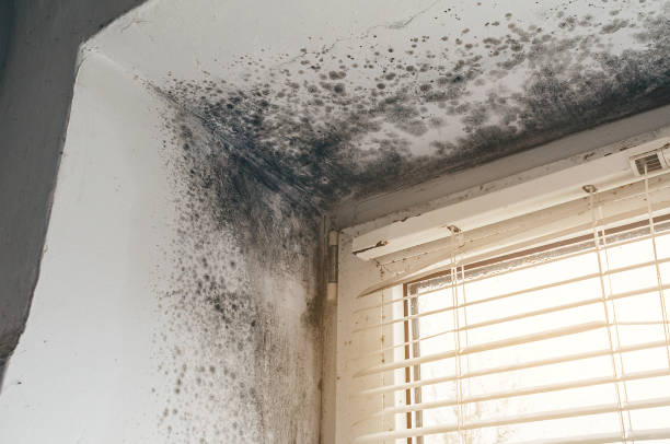 Trusted Mold Inspection service in Nanjemoy, MD - Cheap Mold Removal